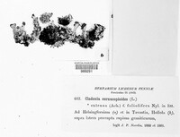 Cladonia coccifera image